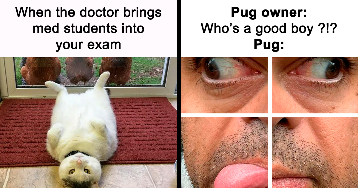71 Hilarious Animal Memes You Didn't Know You Needed (New Pics) - Bored Panda