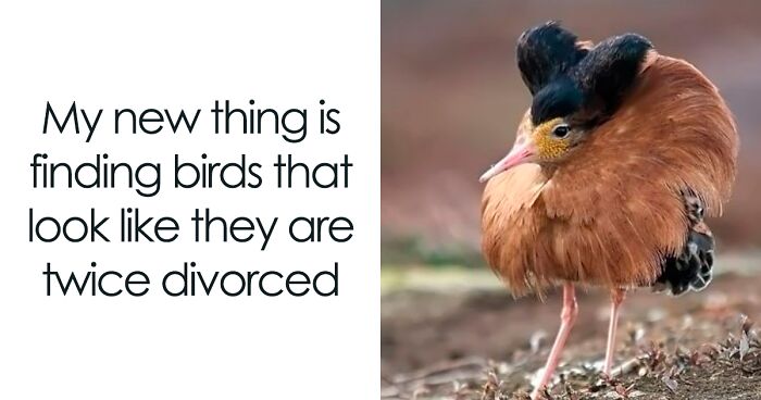 50 Hilariously Wholesome Animal Memes That Help People Forget Problems And Heavy Thoughts (New Pics)