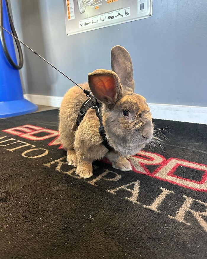 Rabbit wearing a harness indoors, showcasing Hoppy Gilmore’s journey from frail rabbit to affectionate, dog-like companion. Rabbit wearing a harness indoors, showcasing Hoppy Gilmore’s journey from frail rabbit to affectionate, dog-like companion.