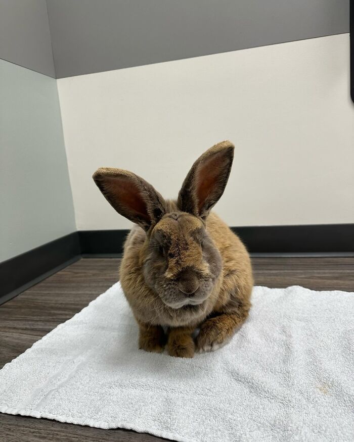 Brown rabbit sitting on a white towel indoors, highlighting the journey from frail rabbit to affectionate, dog-like companion. Brown rabbit sitting on a white towel indoors, highlighting the journey from frail rabbit to affectionate, dog-like companion.