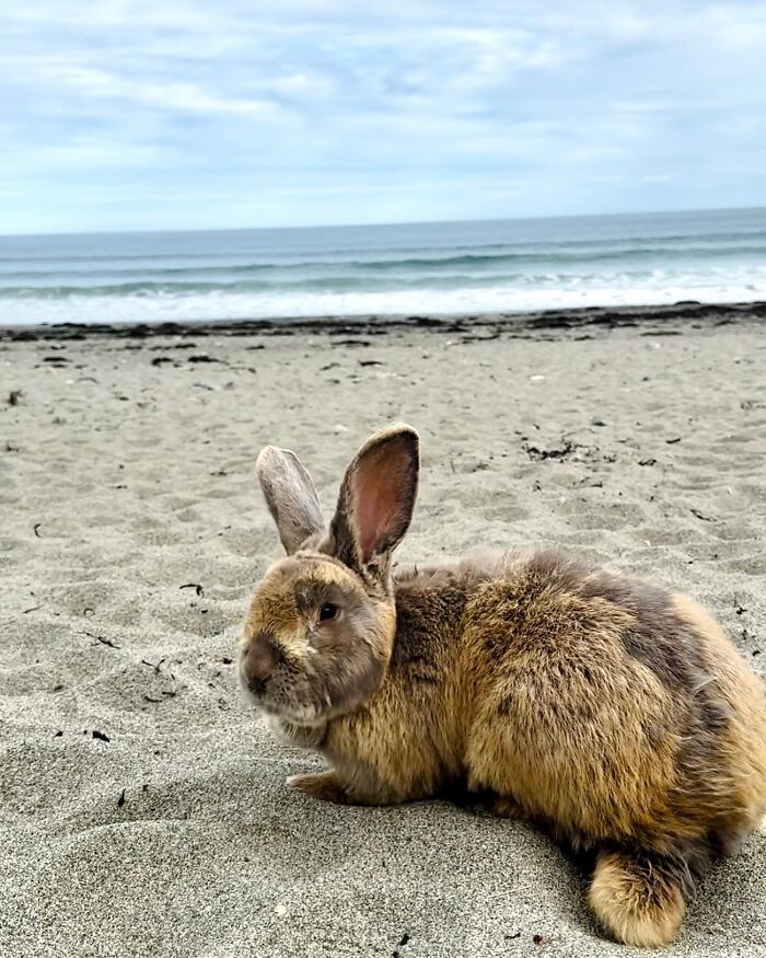 Rabbit with dog-like companion traits relaxing on a sandy beach near the ocean under a cloudy sky. Rabbit with dog-like companion traits relaxing on a sandy beach near the ocean under a cloudy sky.