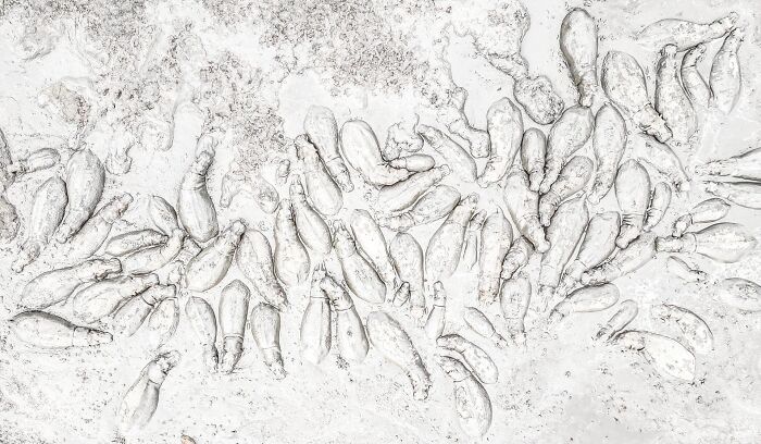 Dokulu yüzeye sahip suyun içinde batmış su aygırlarının havadan görünümü, etkileyici bir fotoğraf yarışmasında doğayı sergiliyor.