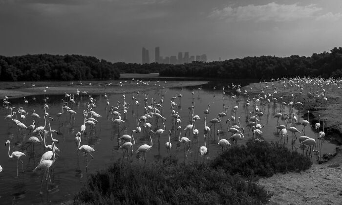 Arka planda şehir silüetinin olduğu bir sulak alanda yürüyen büyük bir flamingo grubu doğa fotoğrafçılığı yarışması.