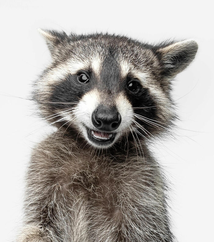 Raccoon with a curious expression photographed by Greg Murray showcasing priceless animal expressions in a studio setting.