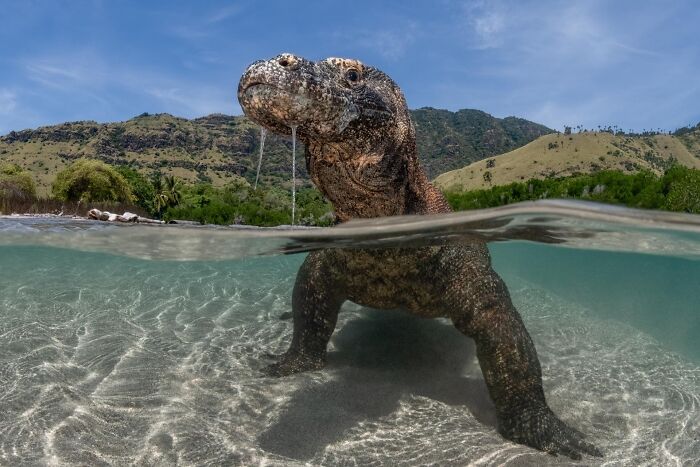 Arka planda tepeler ve mavi gökyüzünün yer aldığı, yarı yarıya berrak suya batmış Komodo ejderi, doğa fotoğrafçılığı yarışması katılımı.