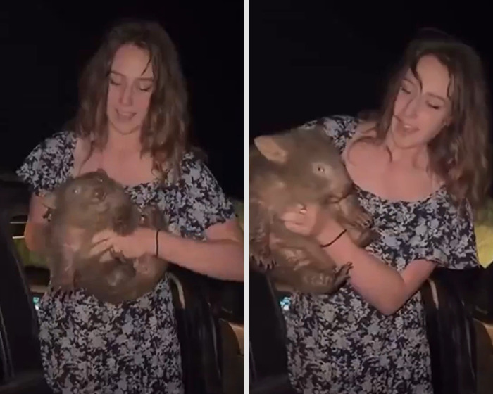 Woman holding a baby wombat at night, related to influencer incident and karma train arrest news. Woman holding a baby wombat at night, related to influencer incident and karma train arrest news.