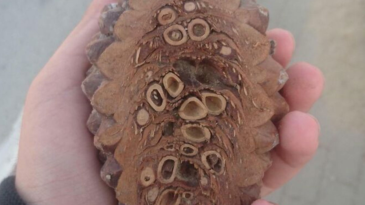 Close-up of the inside of a wooden object showing natural patterns and hollow structures in a hand.