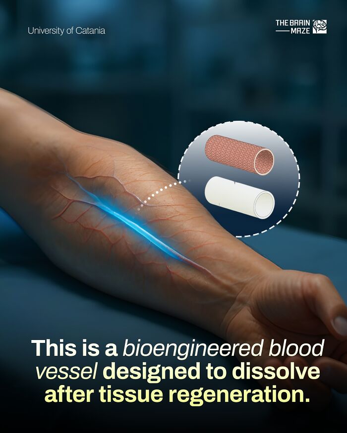 interesting-facts-brain-maze-69280eef6b0