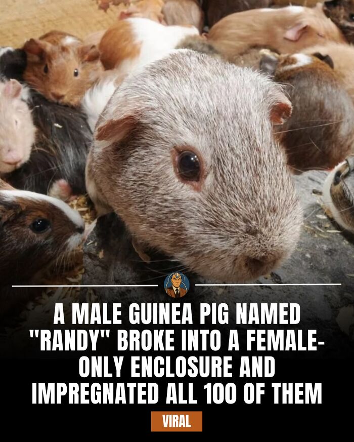 Close-up of a male guinea pig among others, illustrating a viral daily fact shared on an IG page with 1.8M followers.