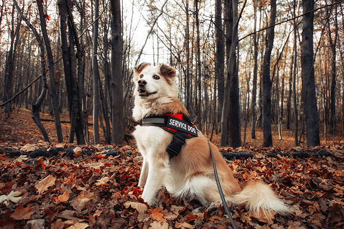 Service dog wearing a harness sitting among autumn leaves in a forest, representing woman service dog Thanksgiving drama. Service dog wearing a harness sitting among autumn leaves in a forest, representing woman service dog Thanksgiving drama.