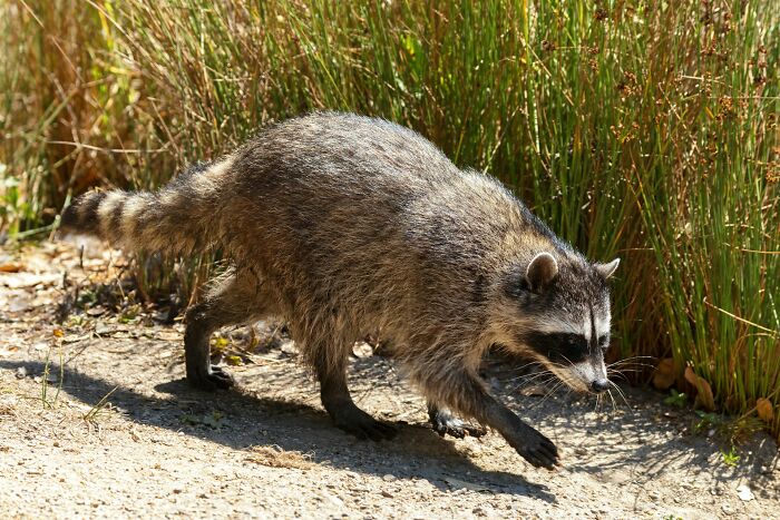 Raccoon captured by surveillance cameras walking near tall grass on a sunny day, showcasing wildlife alertness.