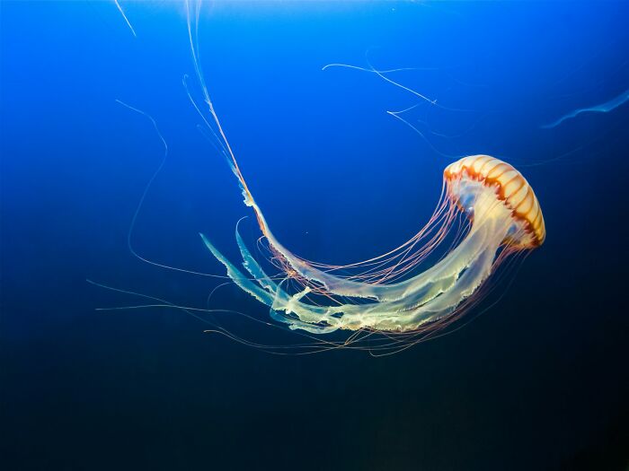 Jellyfish floating in deep blue water, illustrating comically absurd facts about marine life you probably don't know.