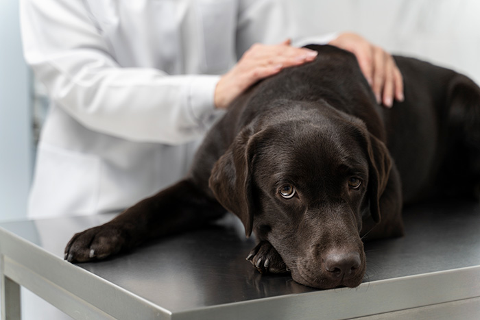 Black Labrador lying on vet exam table with a person’s hands checking, related to dogs autistic behavior research. Black Labrador lying on vet exam table with a person’s hands checking, related to dogs autistic behavior research.