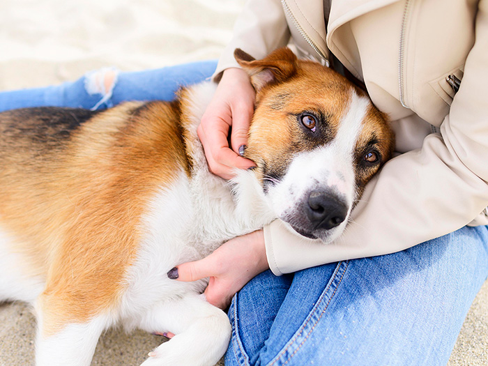 Person gently holding a calm dog, illustrating the concept of can dogs be autistic like humans in scientific studies. Person gently holding a calm dog, illustrating the concept of can dogs be autistic like humans in scientific studies.