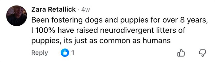 Comment from a dog foster highlighting that neurodivergent puppies are as common as humans, relating to autistic dogs research. Comment from a dog foster highlighting that neurodivergent puppies are as common as humans, relating to autistic dogs research.