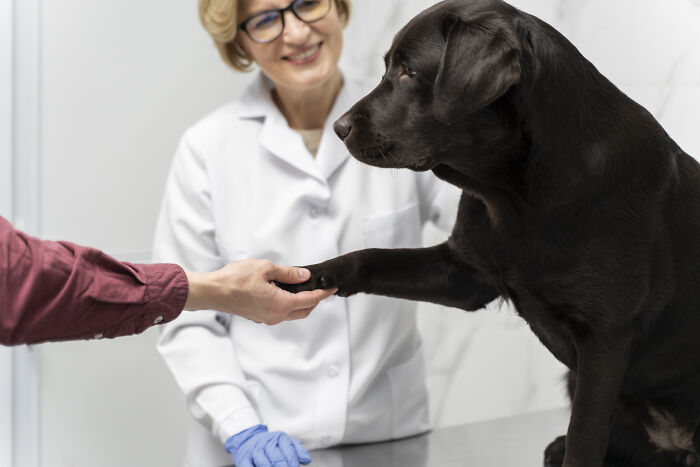 Veterinarian examining a black dog’s paw, exploring the possibility of dogs being autistic like humans. Veterinarian examining a black dog’s paw, exploring the possibility of dogs being autistic like humans.