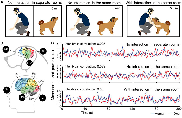 Diagram showing brain activity comparison between humans and dogs during different interaction scenarios related to canine autism research. Diagram showing brain activity comparison between humans and dogs during different interaction scenarios related to canine autism research.
