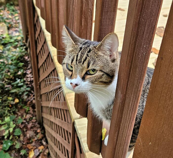 Only 37 More Kimchi Eyeroll's To Endure