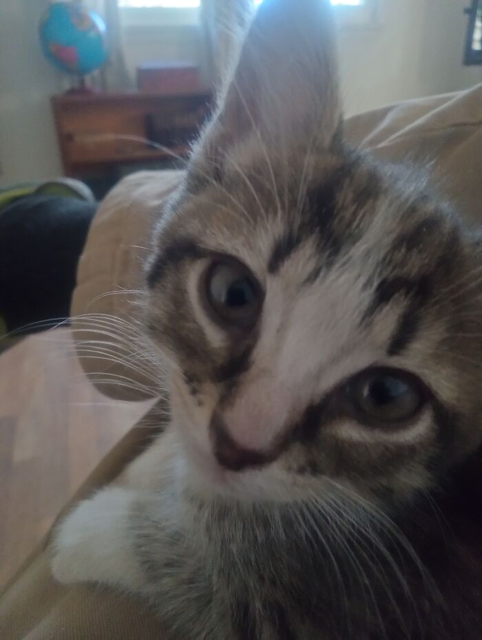 Lacy The Cat-Very Violent Personality, But Somehow Also Very Soothing To Be With