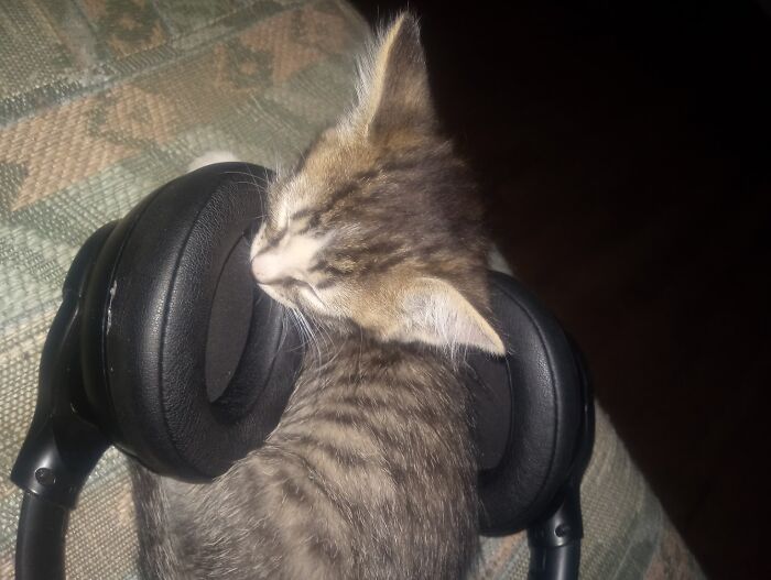 Lacy Is Just Going To Listen To Sad Music For The Next Few Years