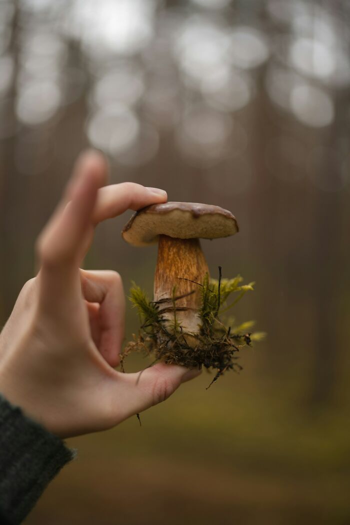 Hand holding a mushroom in a forest, illustrating bizarre and creepy things witnessed by park rangers and hikers.