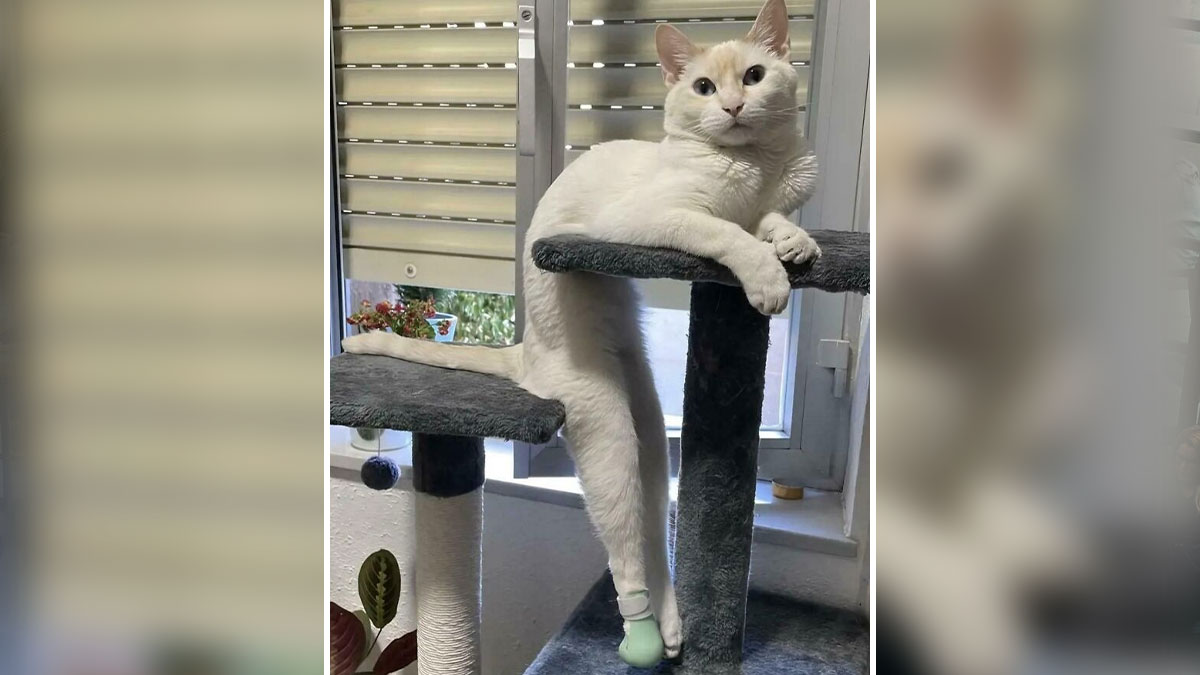 White cat defying gravity by flowing like liquid while lounging on a tall cat tree near a window