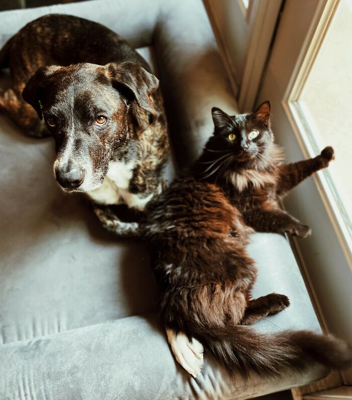 Dog and cat relaxing together on a couch captured by a surveillance camera in a cozy indoor setting