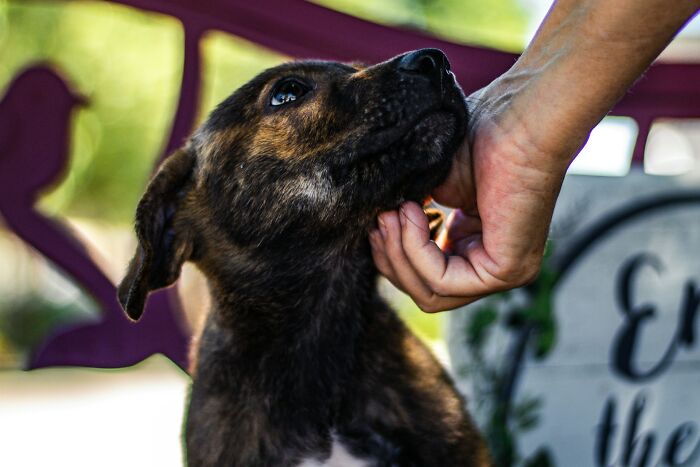 Close-up of a dog being gently petted, capturing a moment of trust and care, highlighting work secrets about service roles.