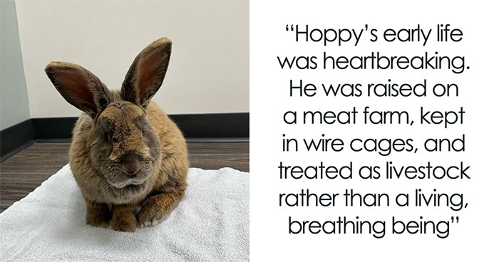 The Beautiful Transformation Of A Neglected Rabbit Named Hoppy