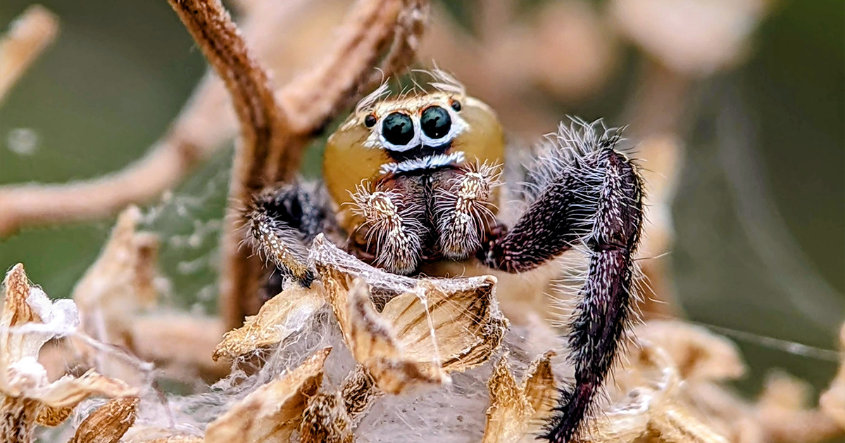 I Captured 50 Tiny Creatures In Macro, And The Details Are Out Of This ...