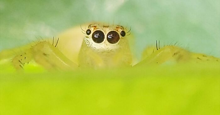 I Took 55 Fascinating Macro Photos Revealing The Hidden World Of Insects