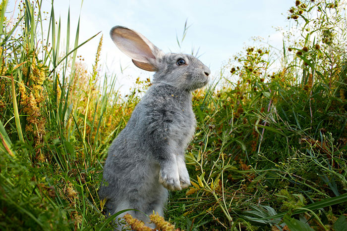 Gray rabbit standing in tall grass and plants, illustrating a scene for mildly disturbing fact content.