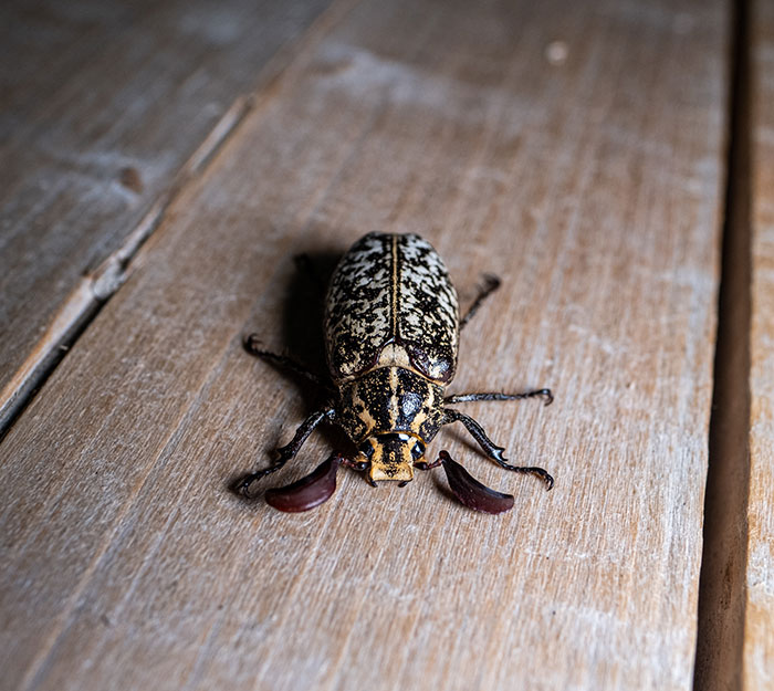 Close-up of a mildly disturbing beetle on a wooden surface, illustrating a mildly disturbing fact about insects.