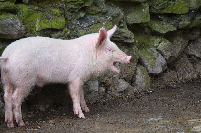 A young pig standing and squealing near a moss-covered stone wall illustrating mildly disturbing fact about animals.