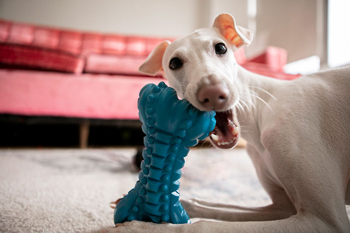 White dog chewing on a blue toy bone indoors, illustrating a mildly disturbing fact about pet behavior.