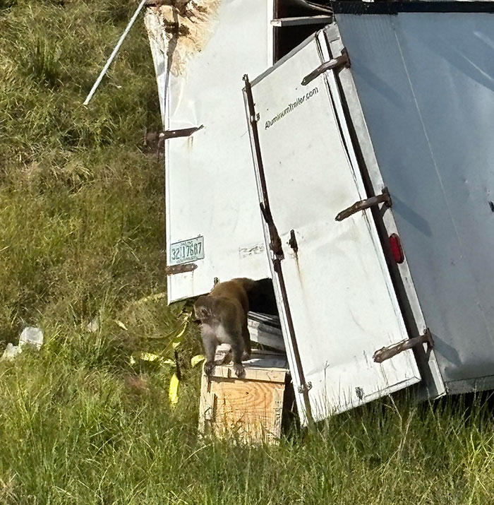 Research monkey seen escaping from a trailer in grassy area, sparking heated online debate about protection and safety.