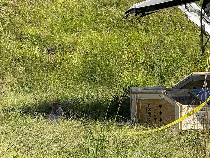 Research monkey escaping from a live animal crate in grassy area, sparking heated online debate after woman’s protective actions. Research monkey escaping from a live animal crate in grassy area, sparking heated online debate after woman’s protective actions.