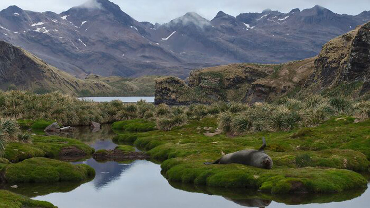 Remote locations with lush green moss, a seal resting by a reflective stream, and rugged mountains in the background.