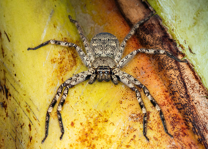 Close-up of a large spider on a yellow and brown surface illustrating unsettling animal encounters far from cute and wholesome.