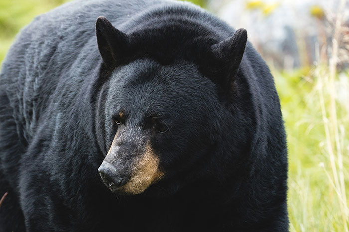 Black bear in natural habitat showing a close-up view, illustrating one of the animal encounters far from cute and wholesome