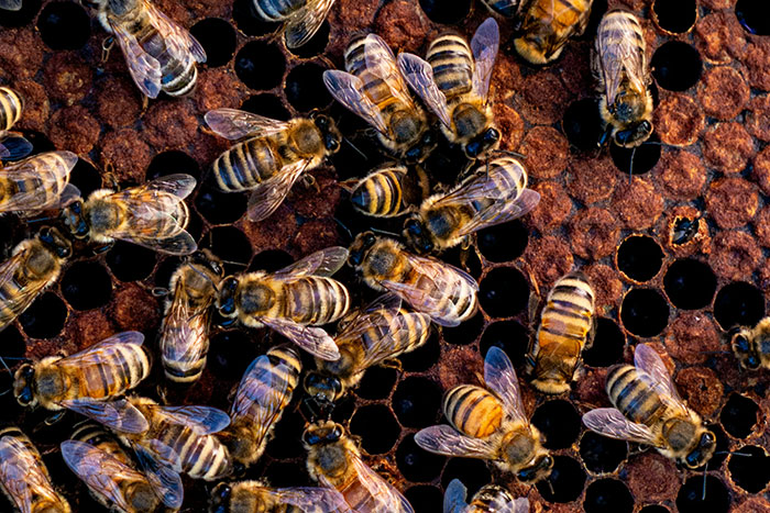 Close-up of bees on honeycomb, illustrating animal encounters that were far from cute and wholesome in nature.