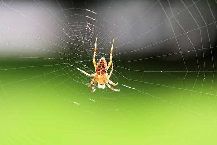 Close-up of a spider on its intricate web, an unsettling animal encounter far from cute and wholesome.