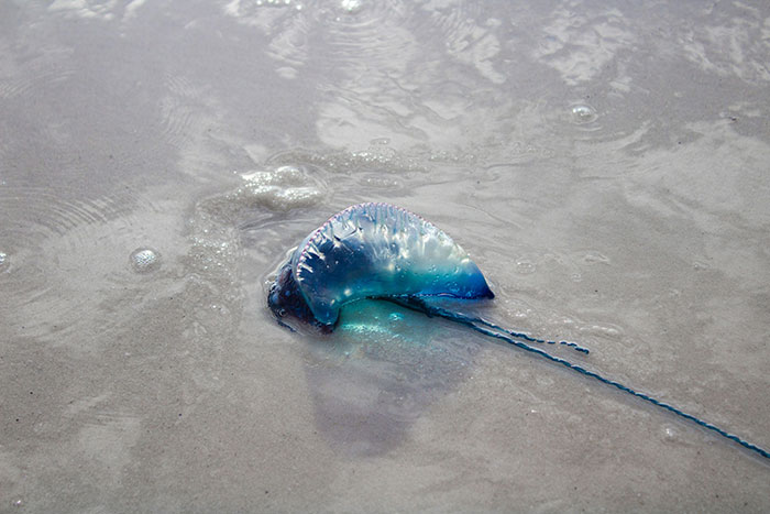 Blue Portuguese man o' war washed ashore on sandy beach, an unsettling animal encounter in the wild ocean environment.
