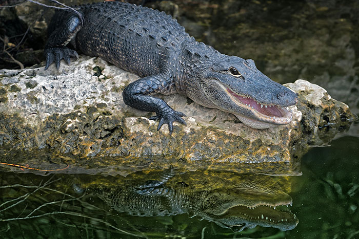 American alligator resting on a rock by the water, illustrating unexpected animal encounters far from cute and wholesome.