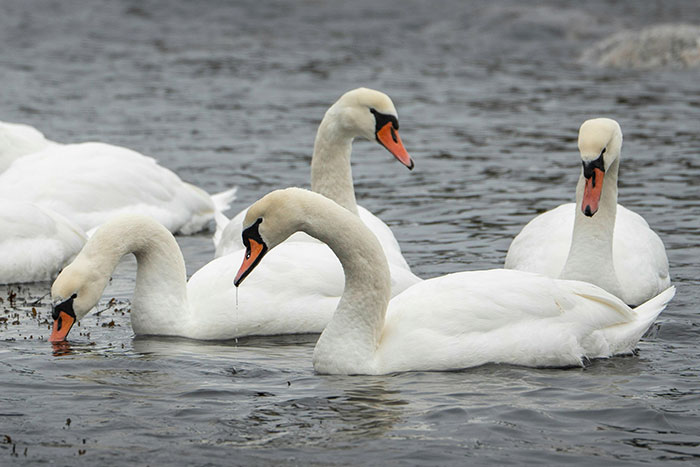 Four white swans swimming closely together in the water, part of unusual animal encounters in nature.