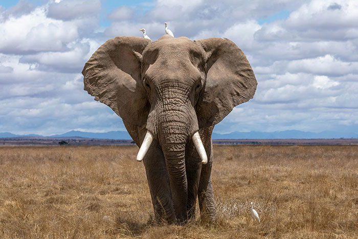 Elephant standing in dry grassland with birds on its back, illustrating unusual animal encounters in the wild.