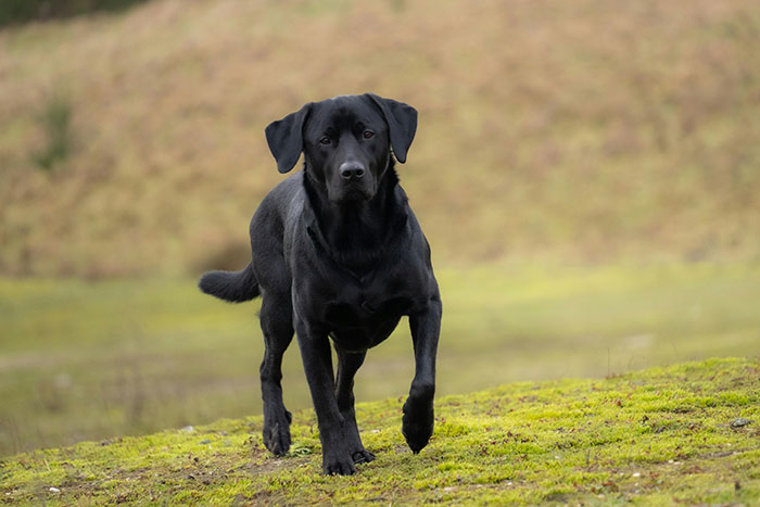Black Labrador dog walking on mossy ground in a natural setting, illustrating unusual animal encounters.