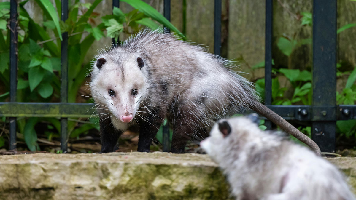 Two wild possums having tense animal encounters near a garden fence with green foliage in the background