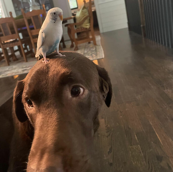 Brown dog with a small white bird perched on its head, showing a funny moment between multiple pets at home.
