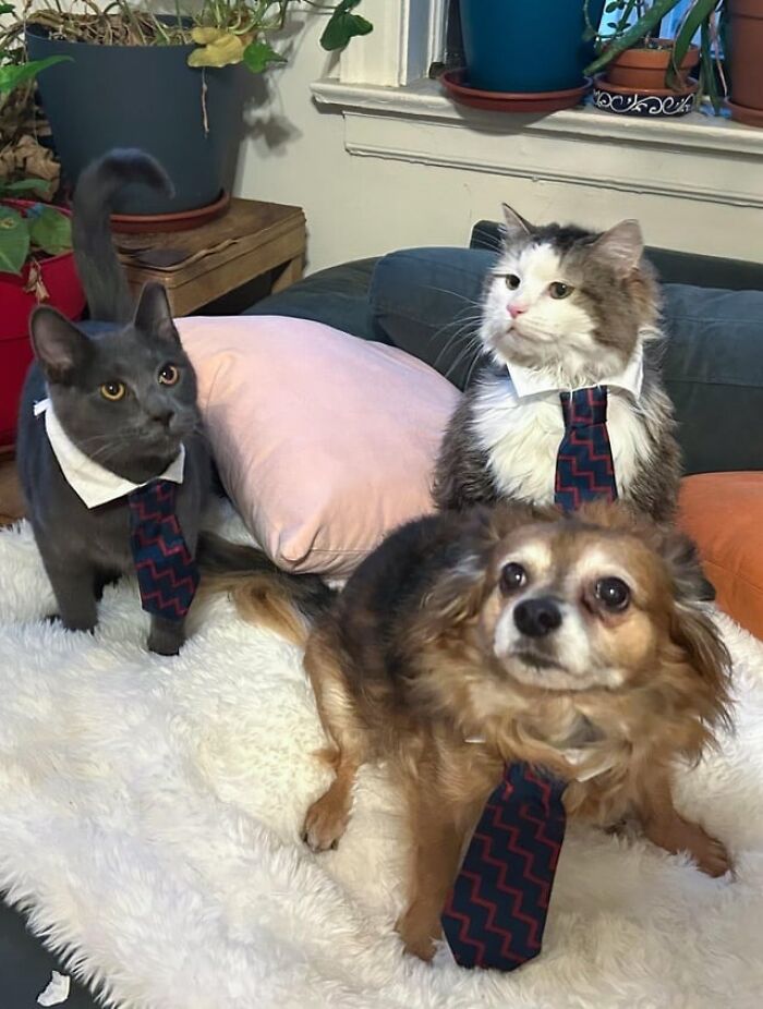 Three pets wearing ties, a cat, a dog, and another cat, posing indoors on a couch and rug with plants nearby.